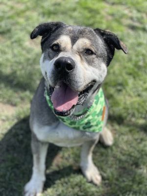 Logan, a Adoptable mixed breed in Santa Paula, CA image 2/6