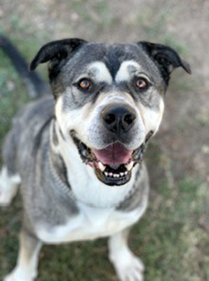 Logan, a Adoptable mixed breed in Santa Paula, CA image 3/6