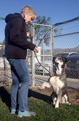 Logan, a Adoptable mixed breed in Santa Paula, CA image 4/6