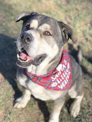 Logan, a Adoptable mixed breed in Santa Paula, CA image 5/6