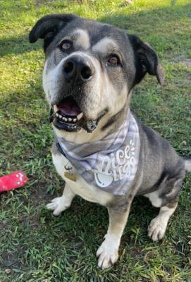 Logan, Adoptable, Adult Male American Staffordshire Terrier & Husky.