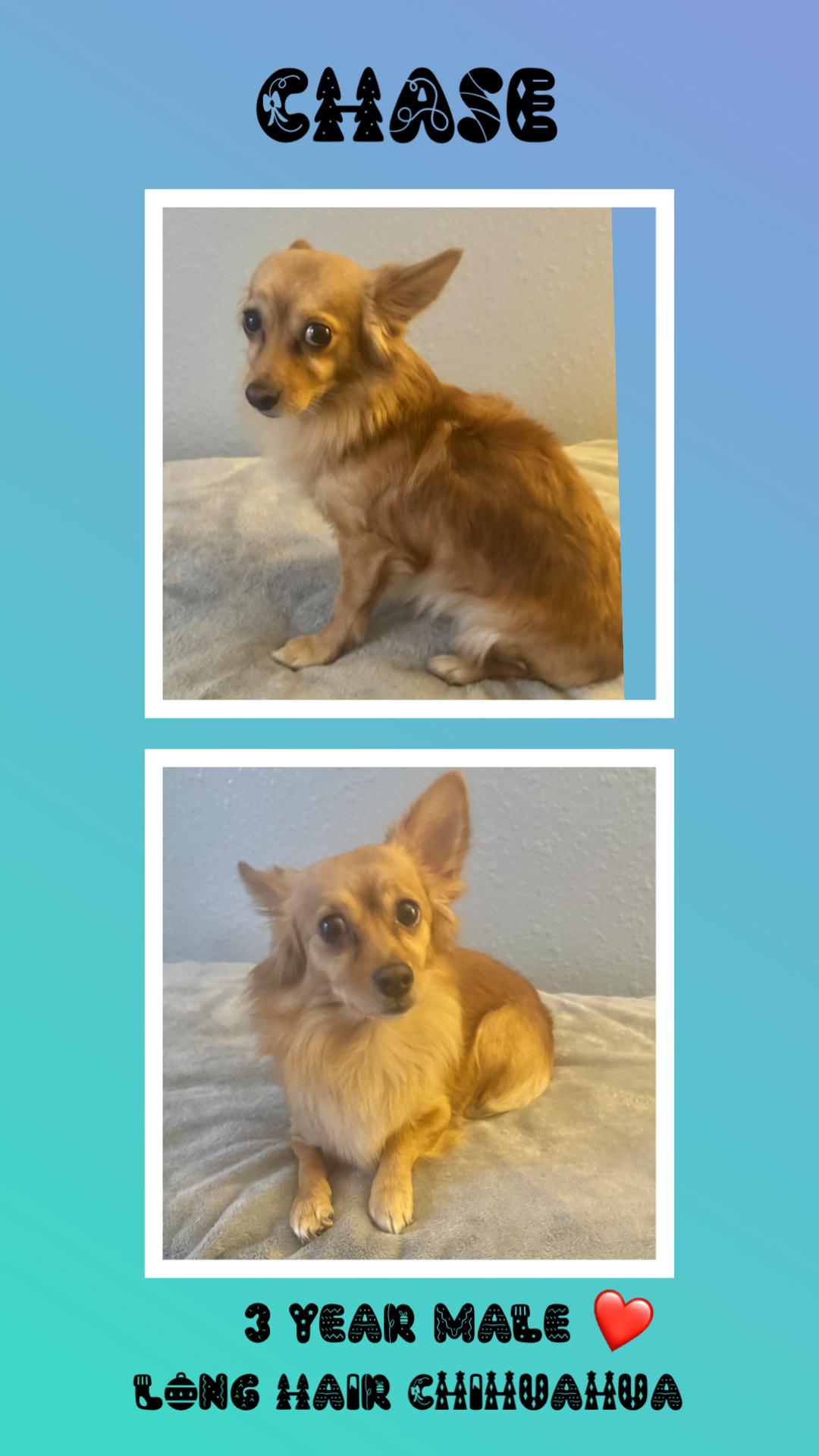 CHASE – 3 YEAR MALE LONG HAIR CHIUAHUA MIX, Adoptable, Adult Male Chihuahua.