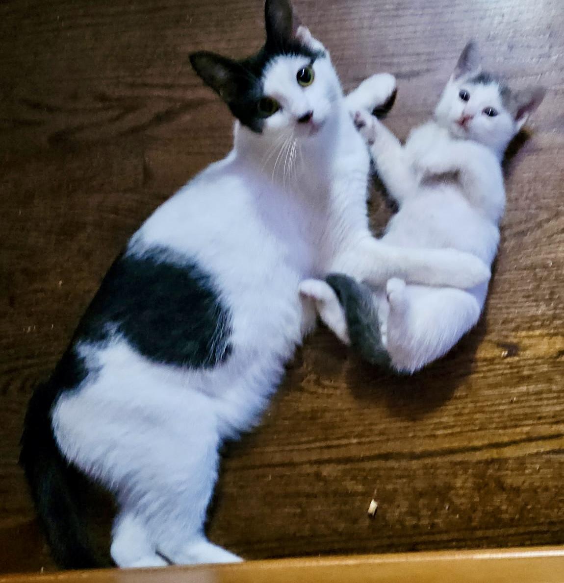 Enlarge Moo, an adopted Domestic Short Hair in Cranford, NJ image 2/4