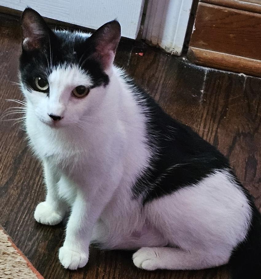 Enlarge Moo, an adopted Domestic Short Hair in Cranford, NJ image 1/4