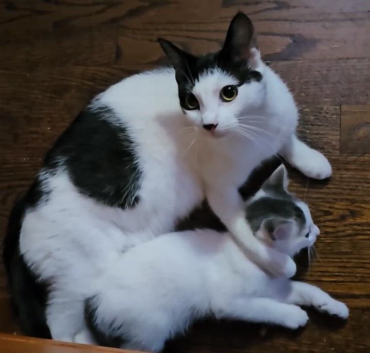 Enlarge Moo, an adopted Domestic Short Hair in Cranford, NJ video 4/4