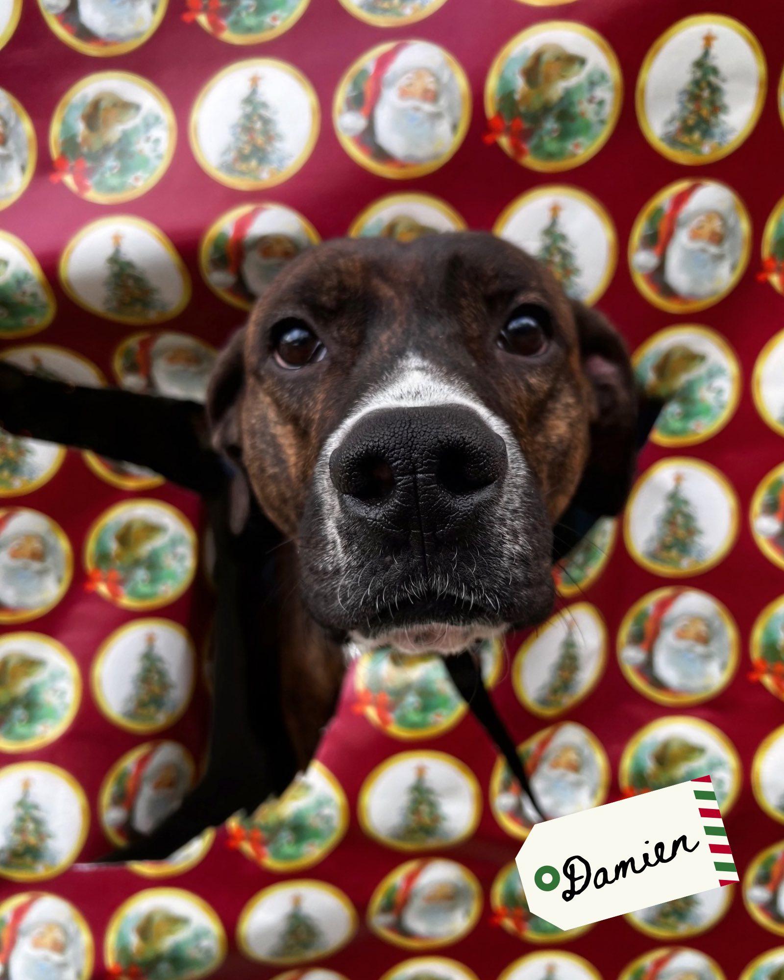 Enlarge Damien, a ADOPTABLE mixed breed in Pearisburg, VA image 1/1