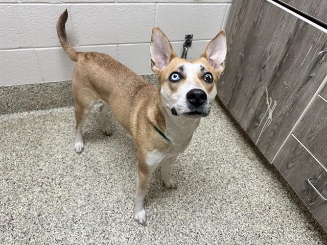 Enlarge SIERRA NEVADA, a Adoptable mixed breed in Colorado Springs, CO image 1/1