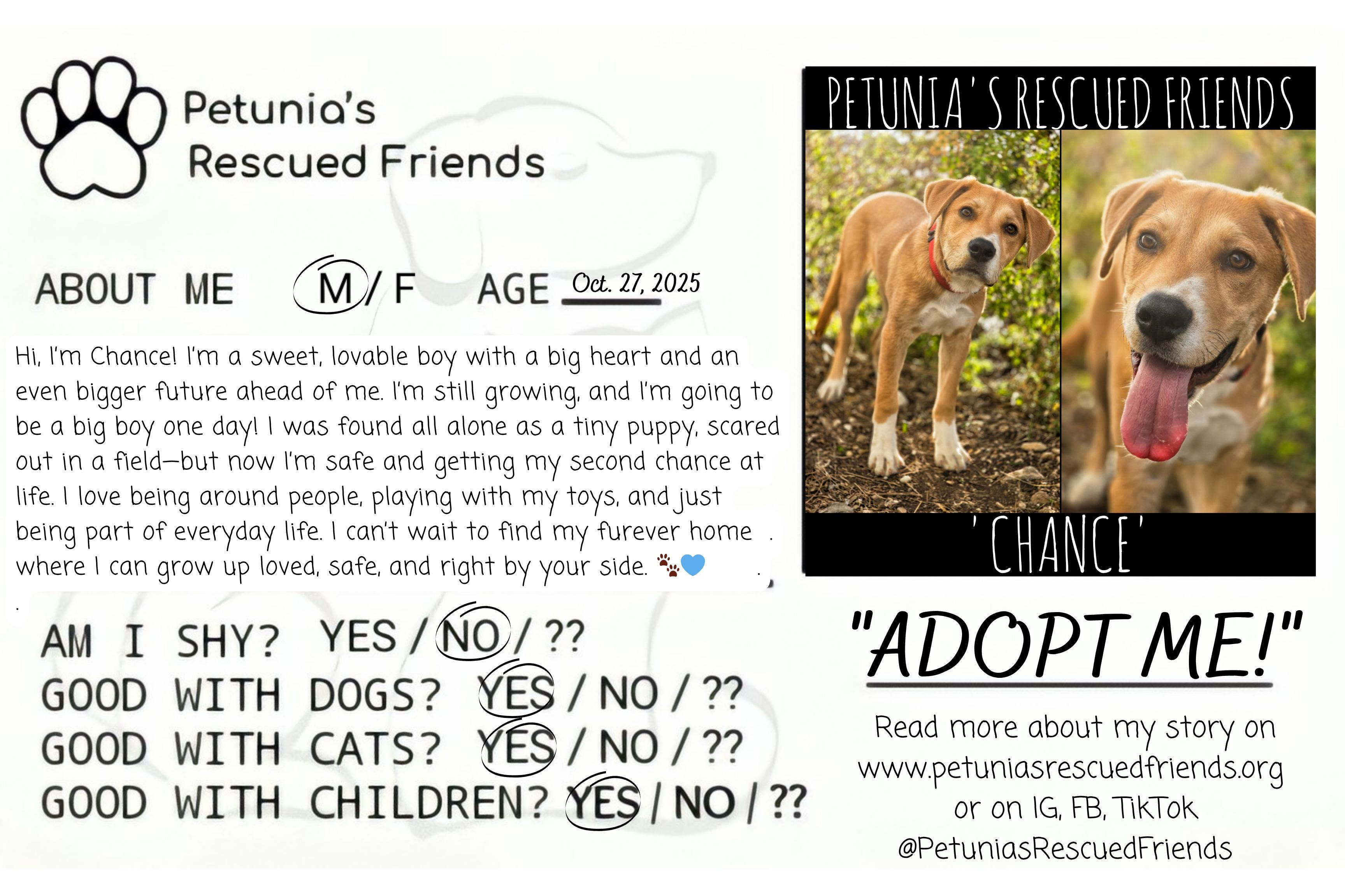 Enlarge Chance, a Adoptable mixed breed in Castroville, TX image 2/2