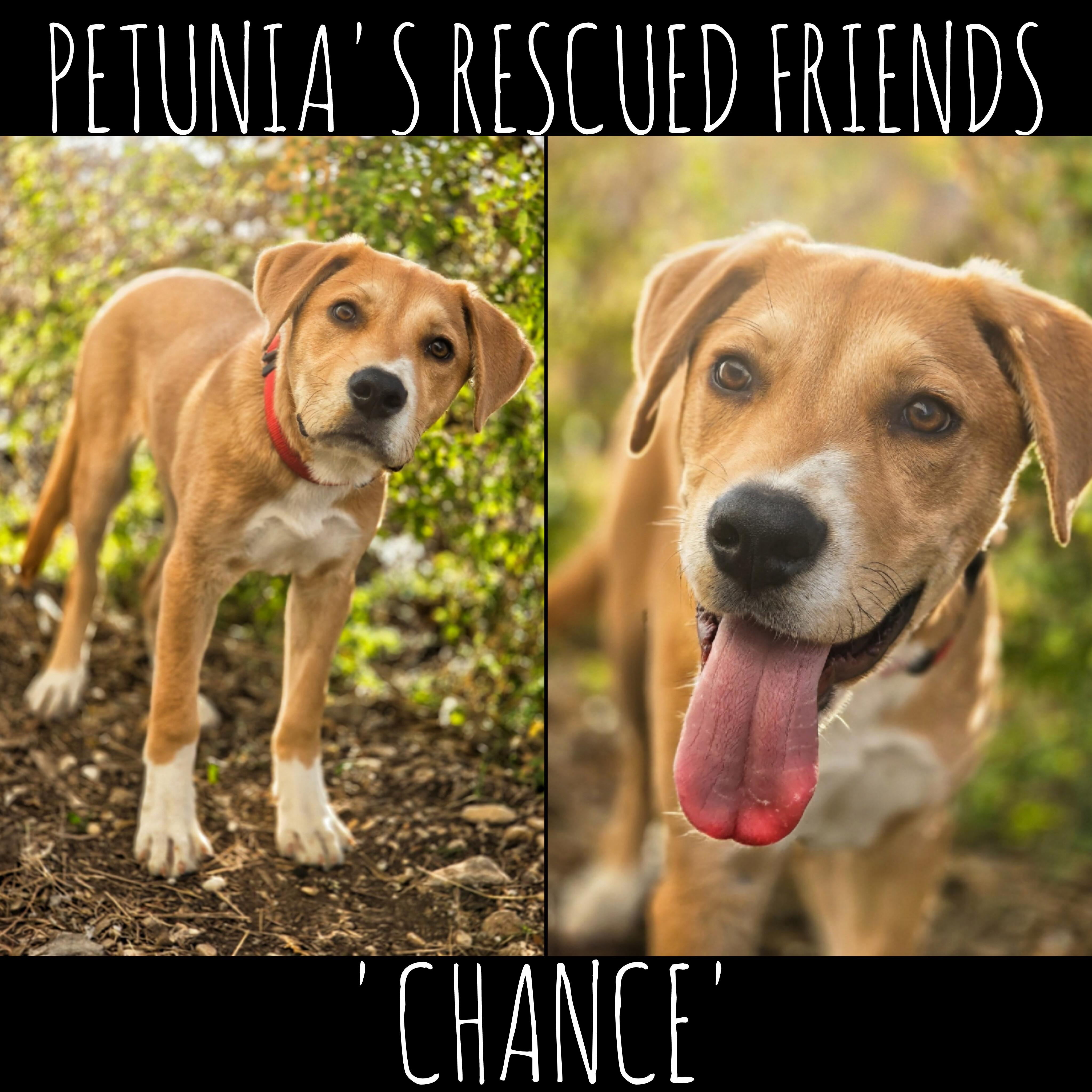 Enlarge Chance, a Adoptable mixed breed in Castroville, TX image 1/2
