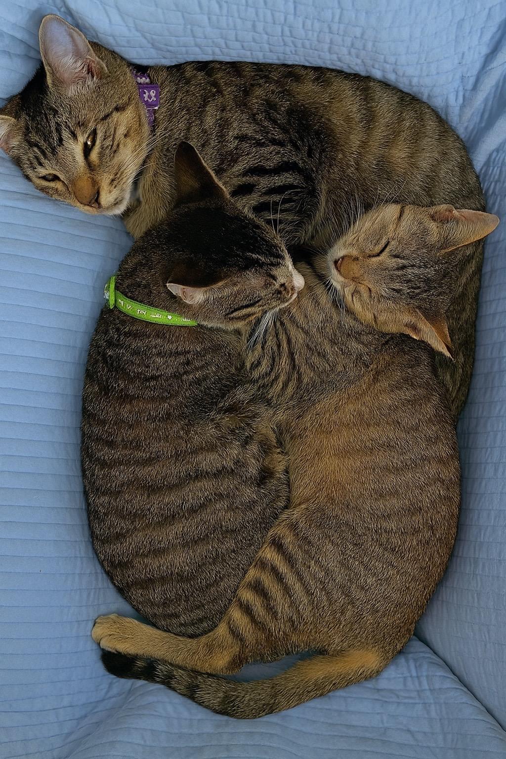 Roux