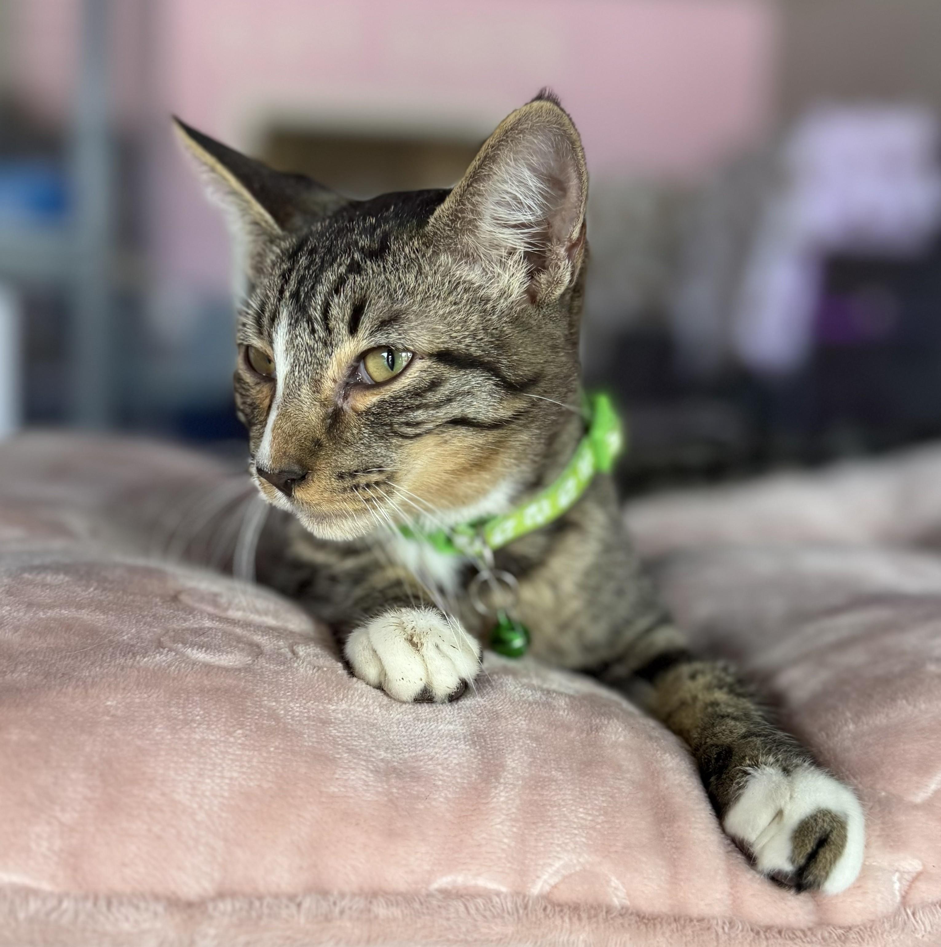 Roux