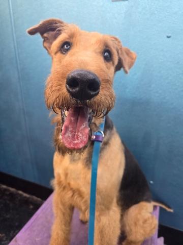Teddy, Adopted, Adult Male Airedale Terrier.