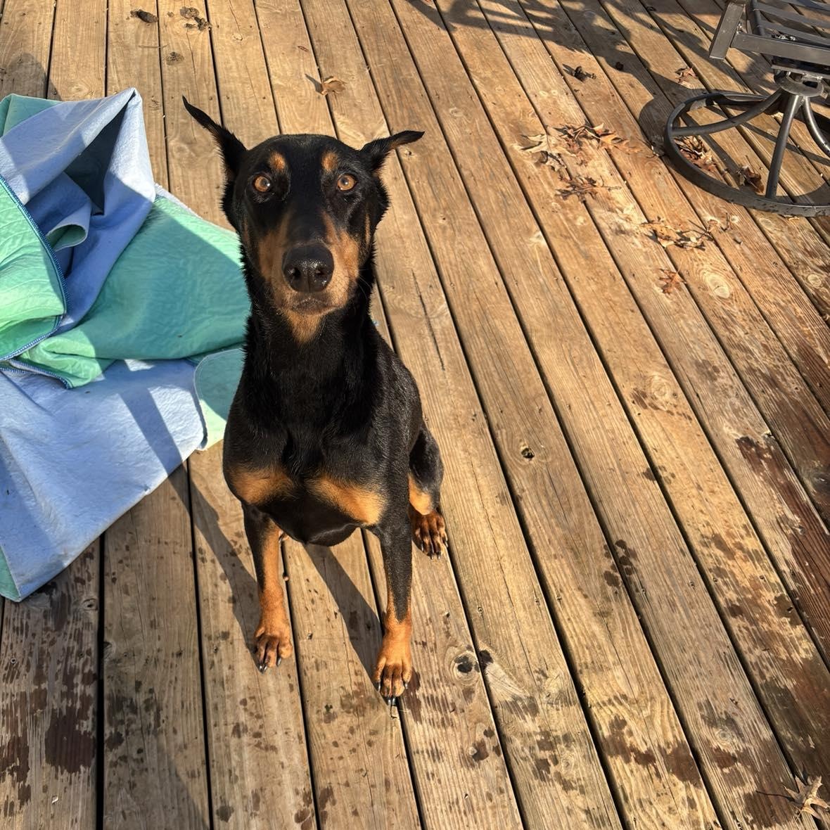 Enlarge Daisy , an adopted Doberman Pinscher in Matthews, NC image 1/2