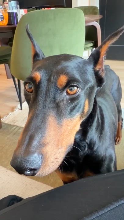 Enlarge Daisy , an adopted Doberman Pinscher in Matthews, NC video 2/2