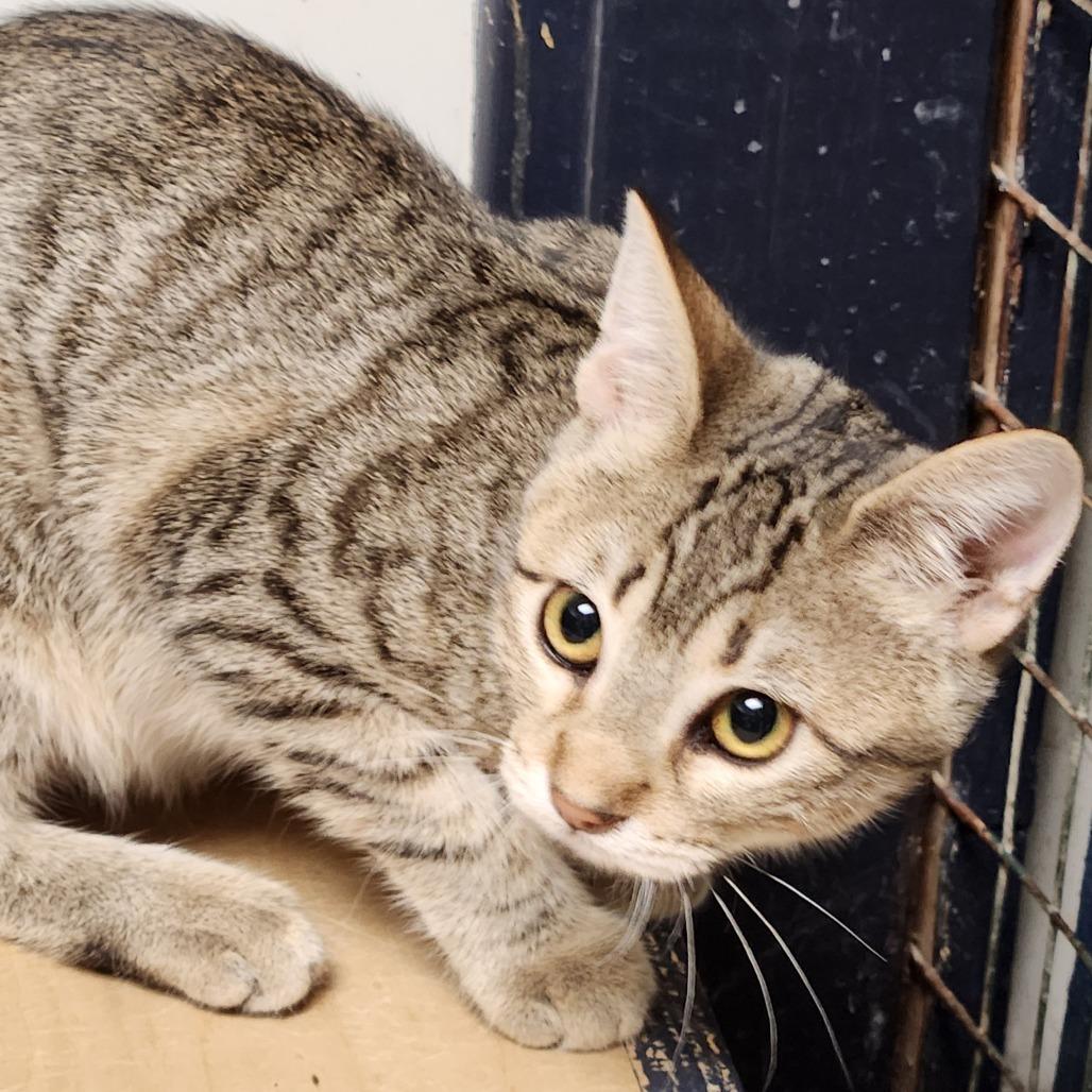 Enlarge Smoky C46399, a Adoptable Domestic Short Hair in Corsicana, TX image 1/3