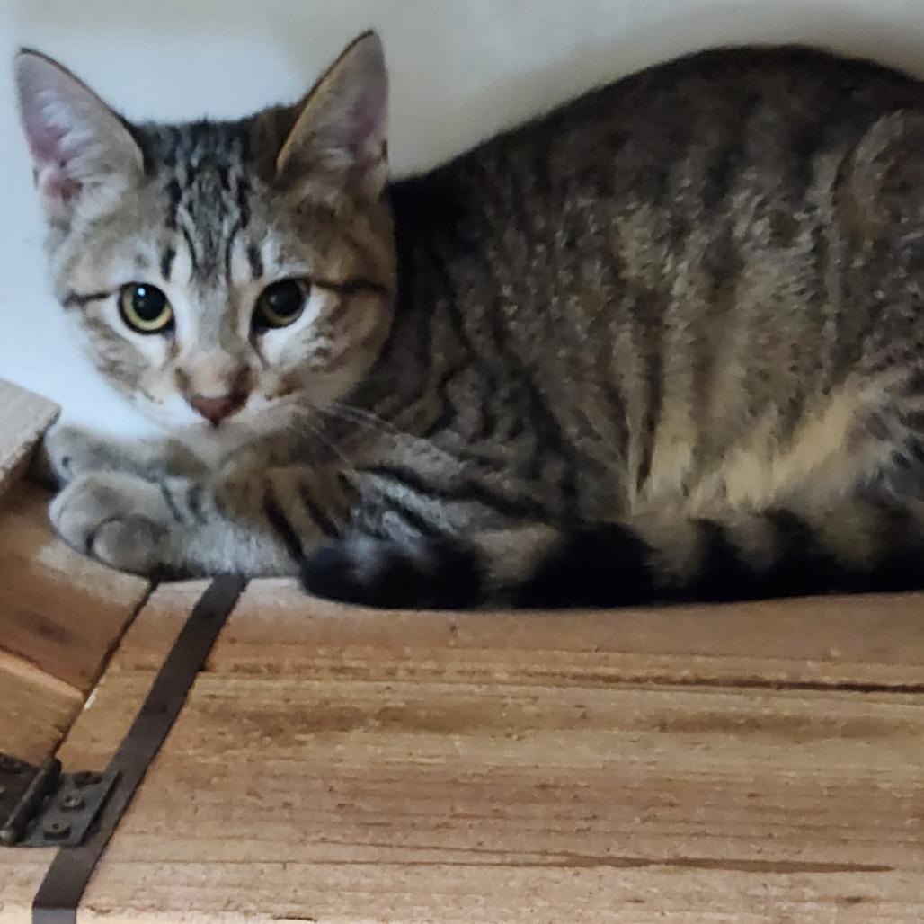 Enlarge Smoky C46399, a Adoptable Domestic Short Hair in Corsicana, TX image 2/3