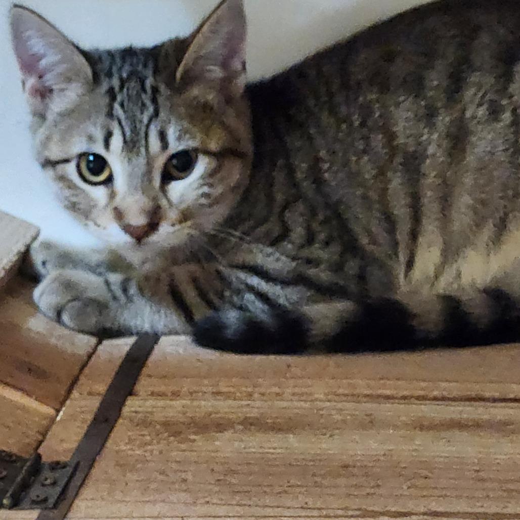 Enlarge Smoky C46399, a Adoptable Domestic Short Hair in Corsicana, TX image 3/3