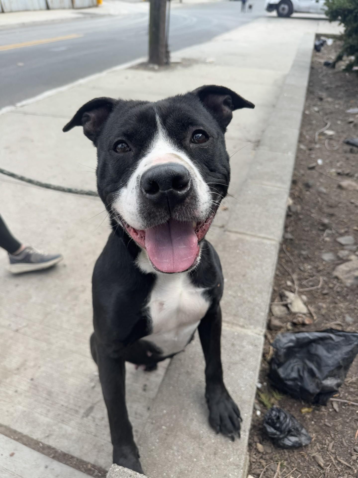 Ivory, Young Female Pit Bull Terrier