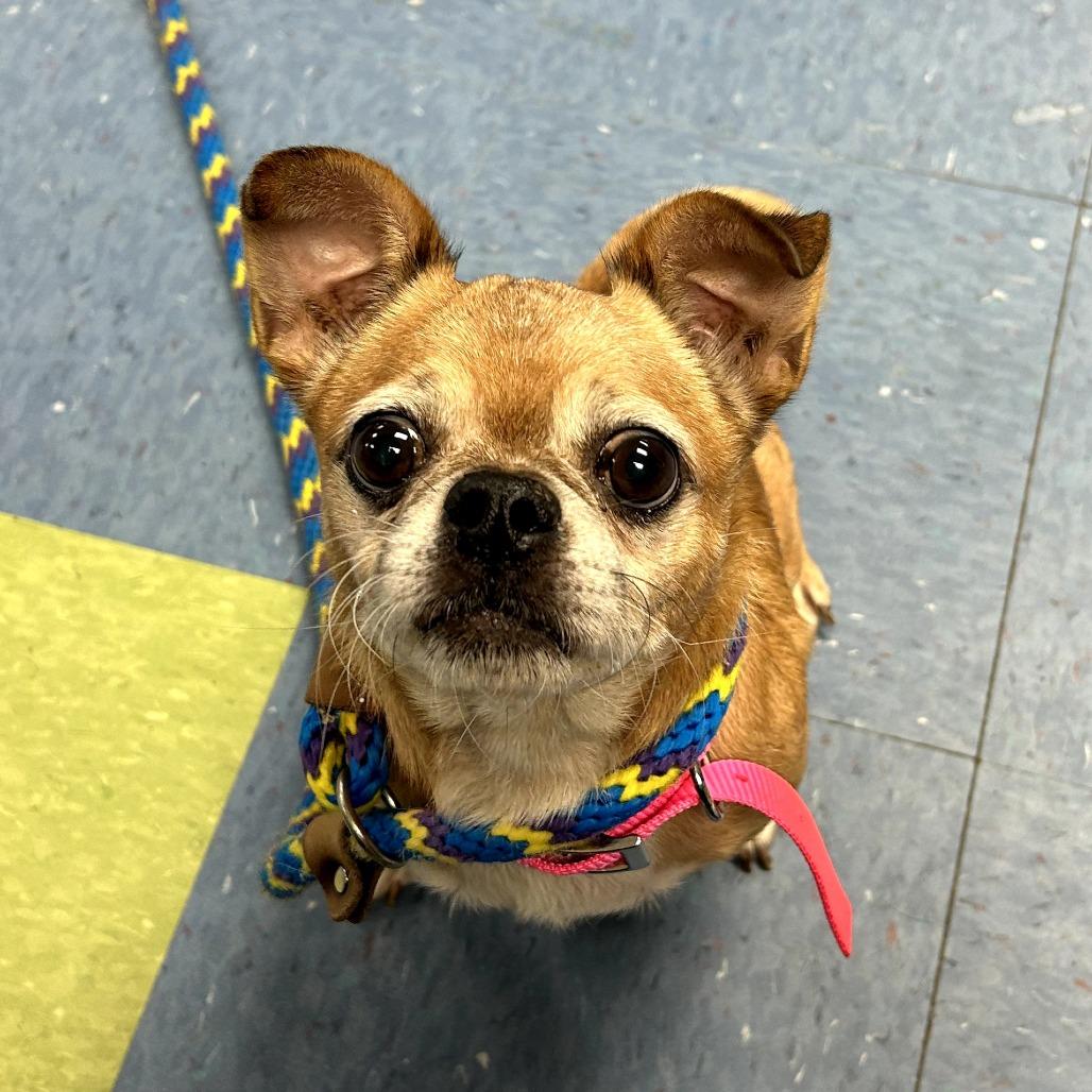 Enlarge Cowboy Kelvin, a Adoptable mixed breed in Durham, NC image 1/5