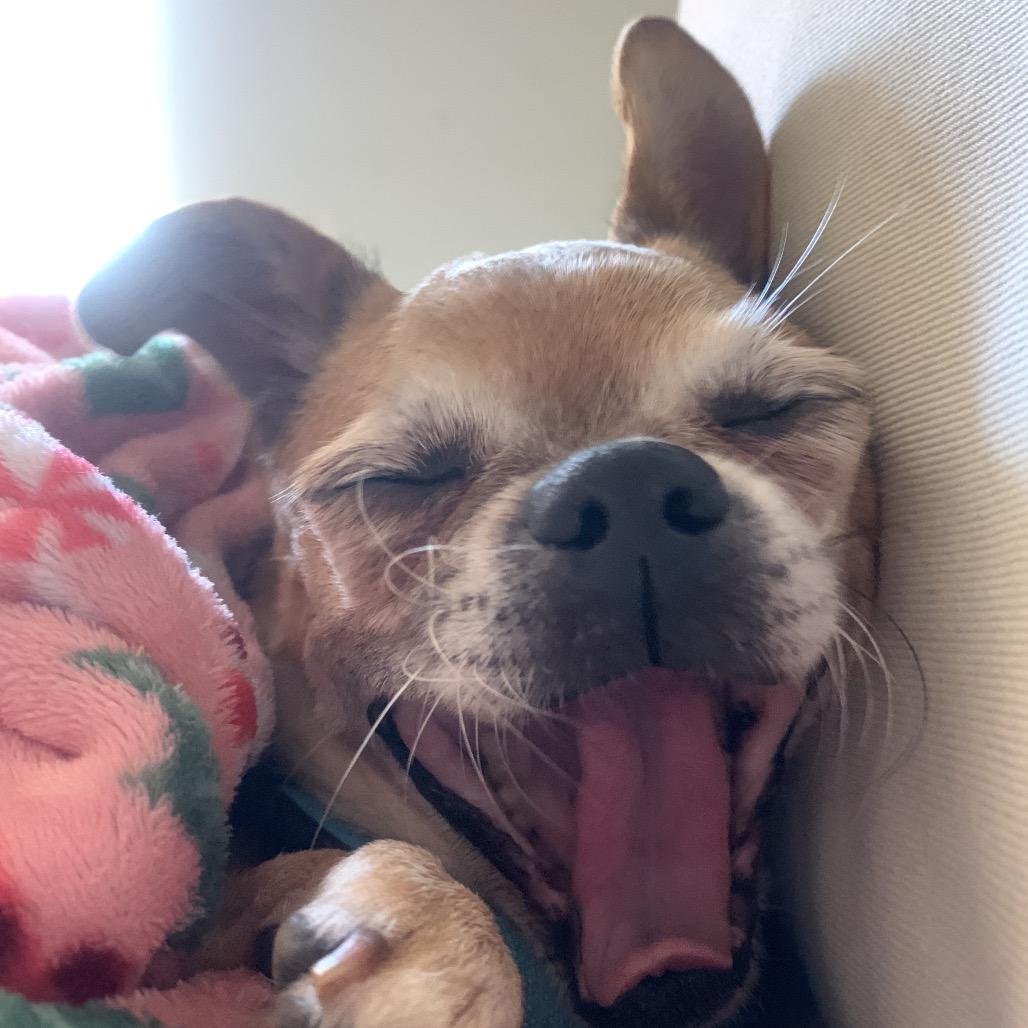 Kelvin, Adoptable, Senior Male Chihuahua & Mixed Breed.