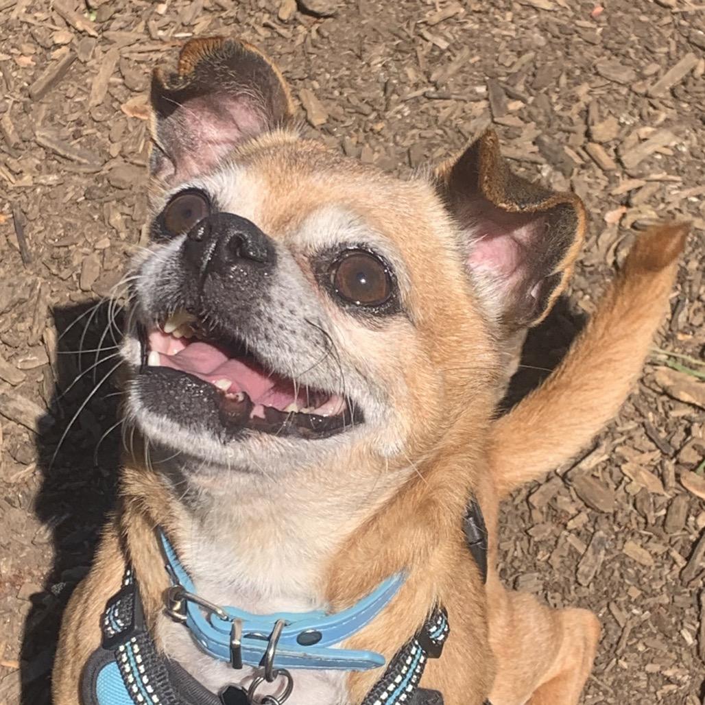 Kelvin, a Adoptable mixed breed in Durham, NC image 2/6