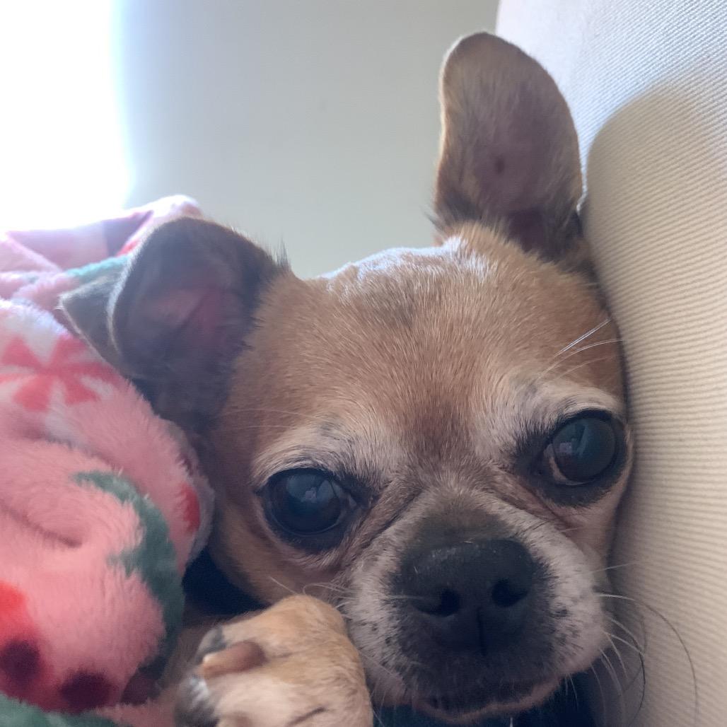 Enlarge Cowboy Kelvin, a Adoptable mixed breed in Durham, NC image 3/5