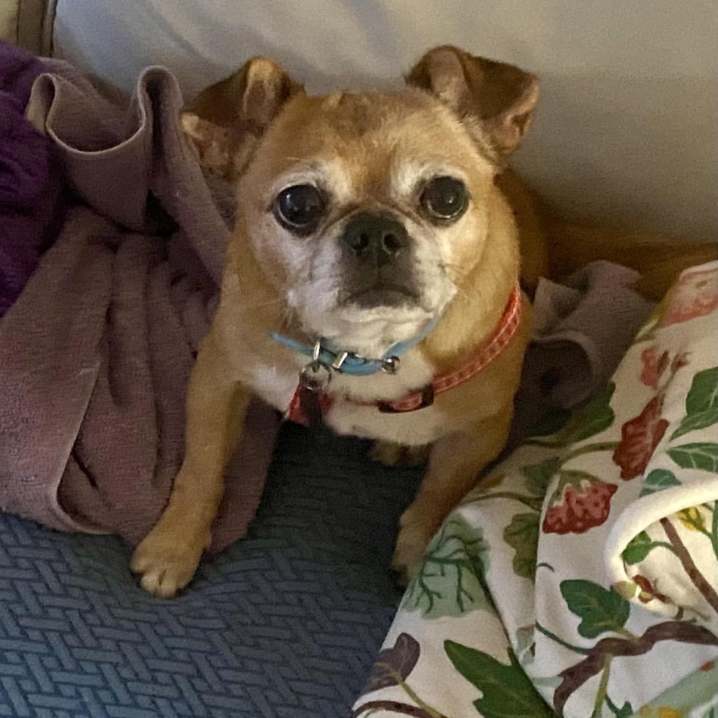 Enlarge Cowboy Kelvin, a Adoptable mixed breed in Durham, NC image 4/5