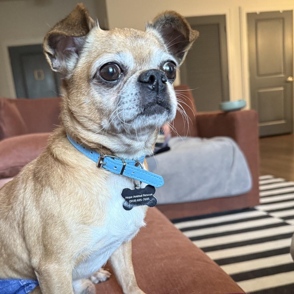 Enlarge Cowboy Kelvin, a Adoptable mixed breed in Durham, NC image 5/5