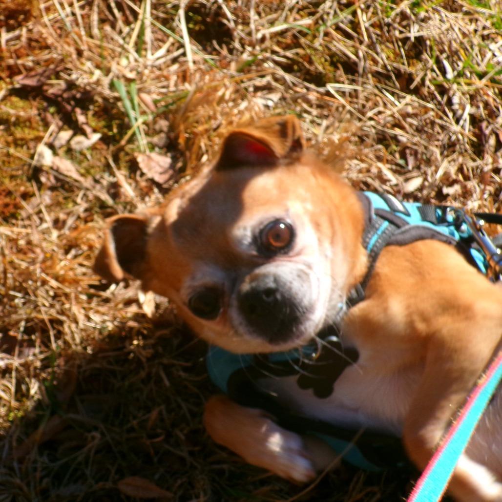 Enlarge Cowboy Kelvin, a Adoptable mixed breed in Durham, NC image 6/6