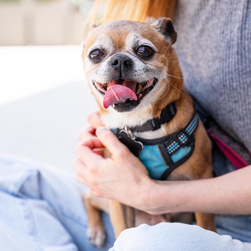 Cowboy Kelvin, a Adoptable mixed breed in Durham, NC image 6/6