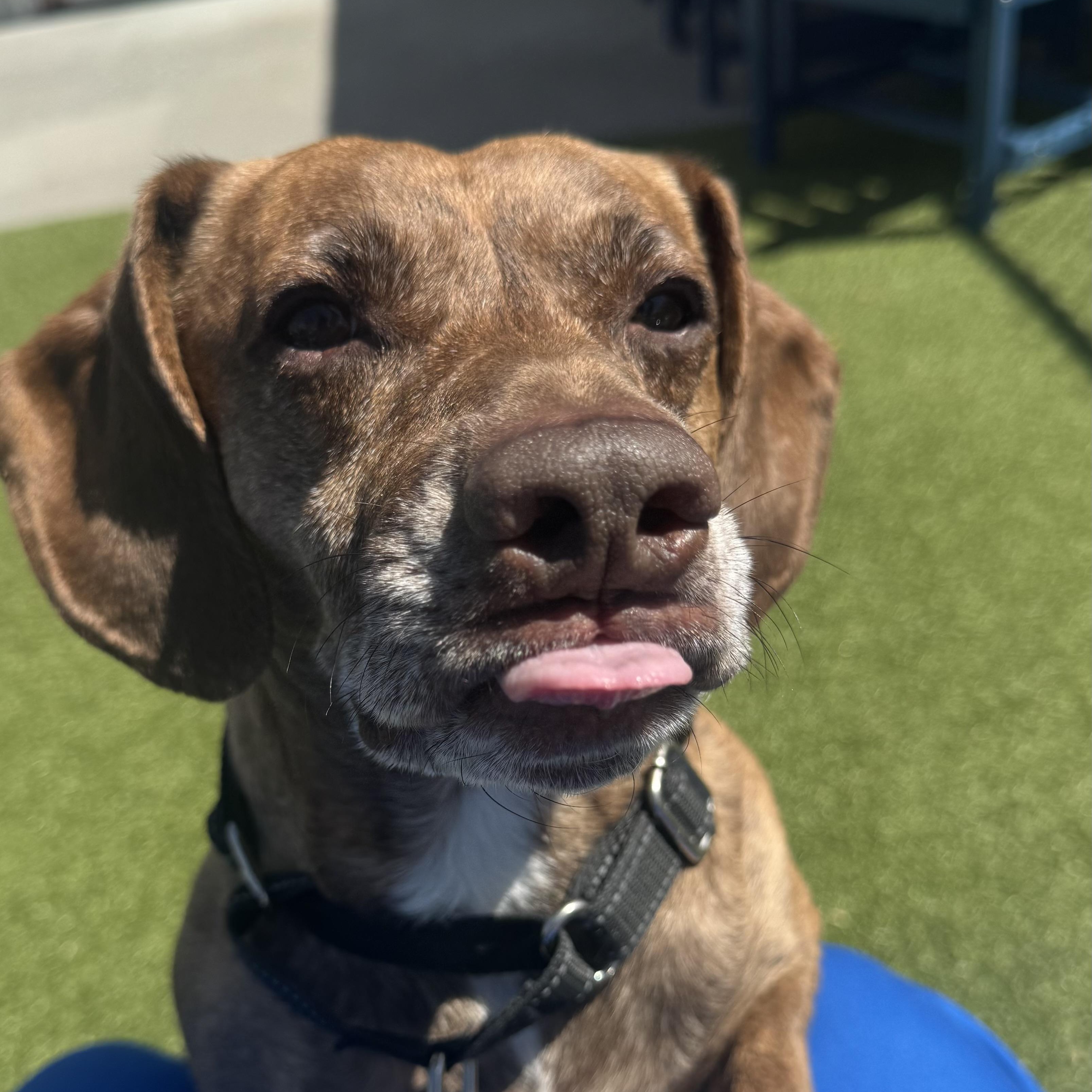 Enlarge Prince , a ADOPTABLE mixed breed in Fall River, MA image 4/4