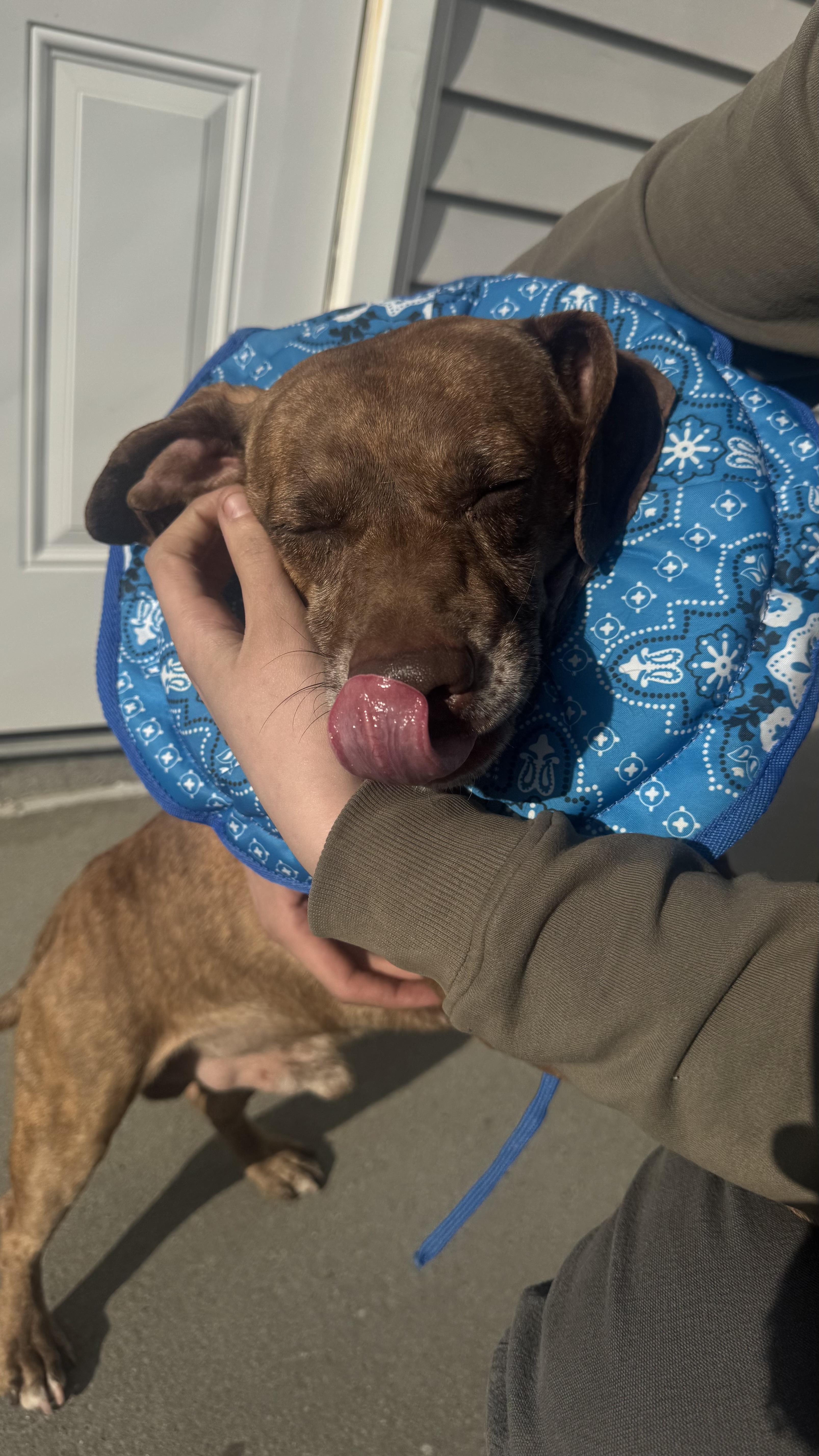 Enlarge Prince , a ADOPTABLE mixed breed in Fall River, MA image 2/4