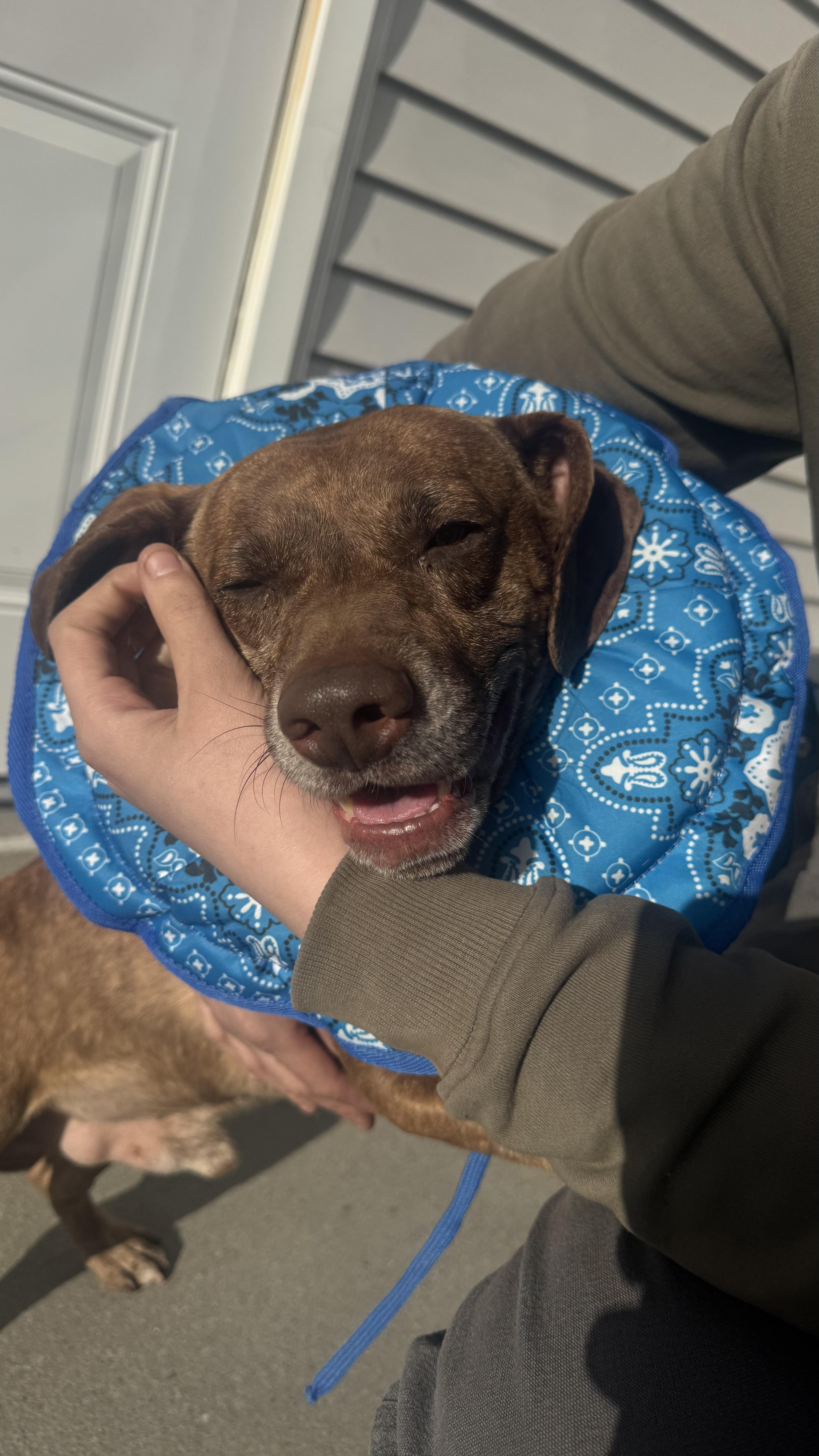 Enlarge Prince , a ADOPTABLE mixed breed in Fall River, MA image 1/4