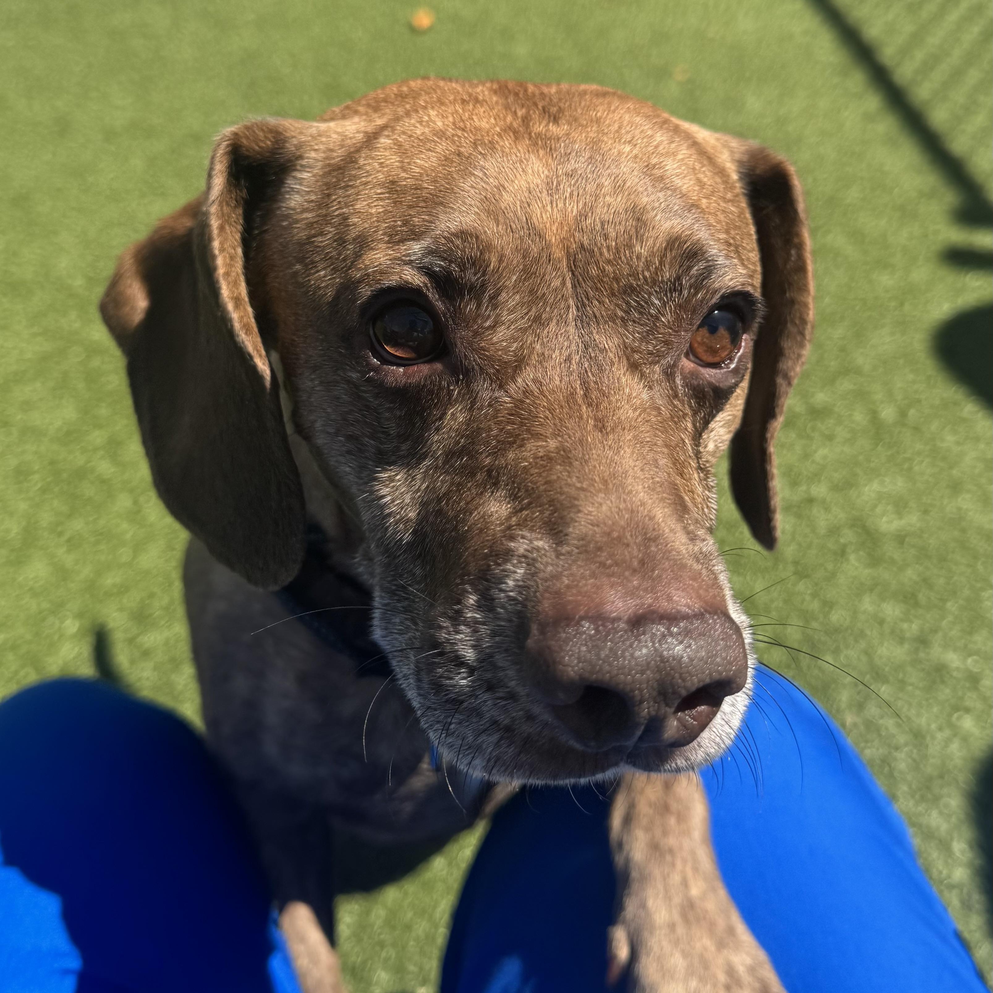 Enlarge Prince , a ADOPTABLE mixed breed in Fall River, MA image 2/4