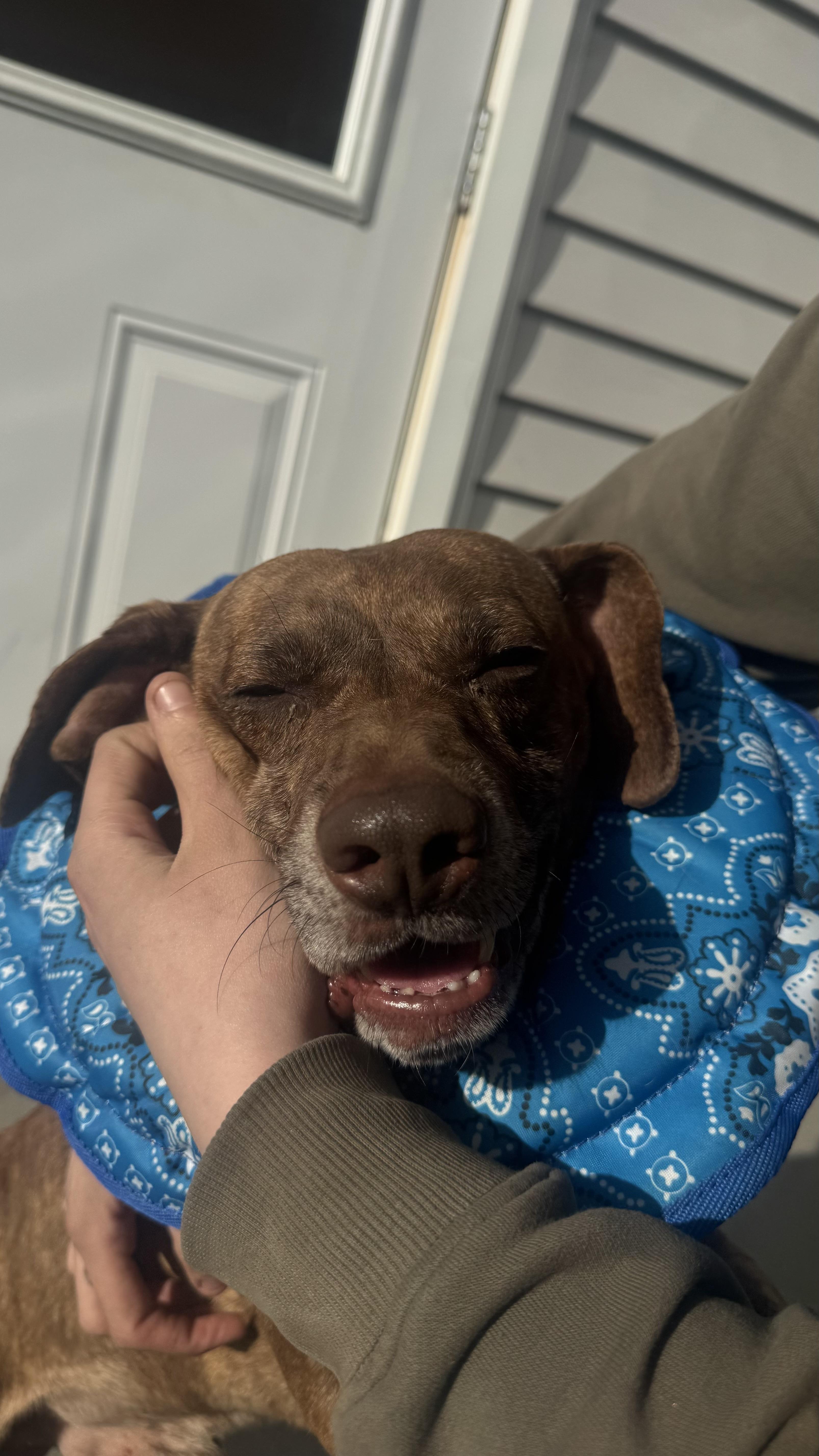 Enlarge Prince , a ADOPTABLE mixed breed in Fall River, MA image 3/4