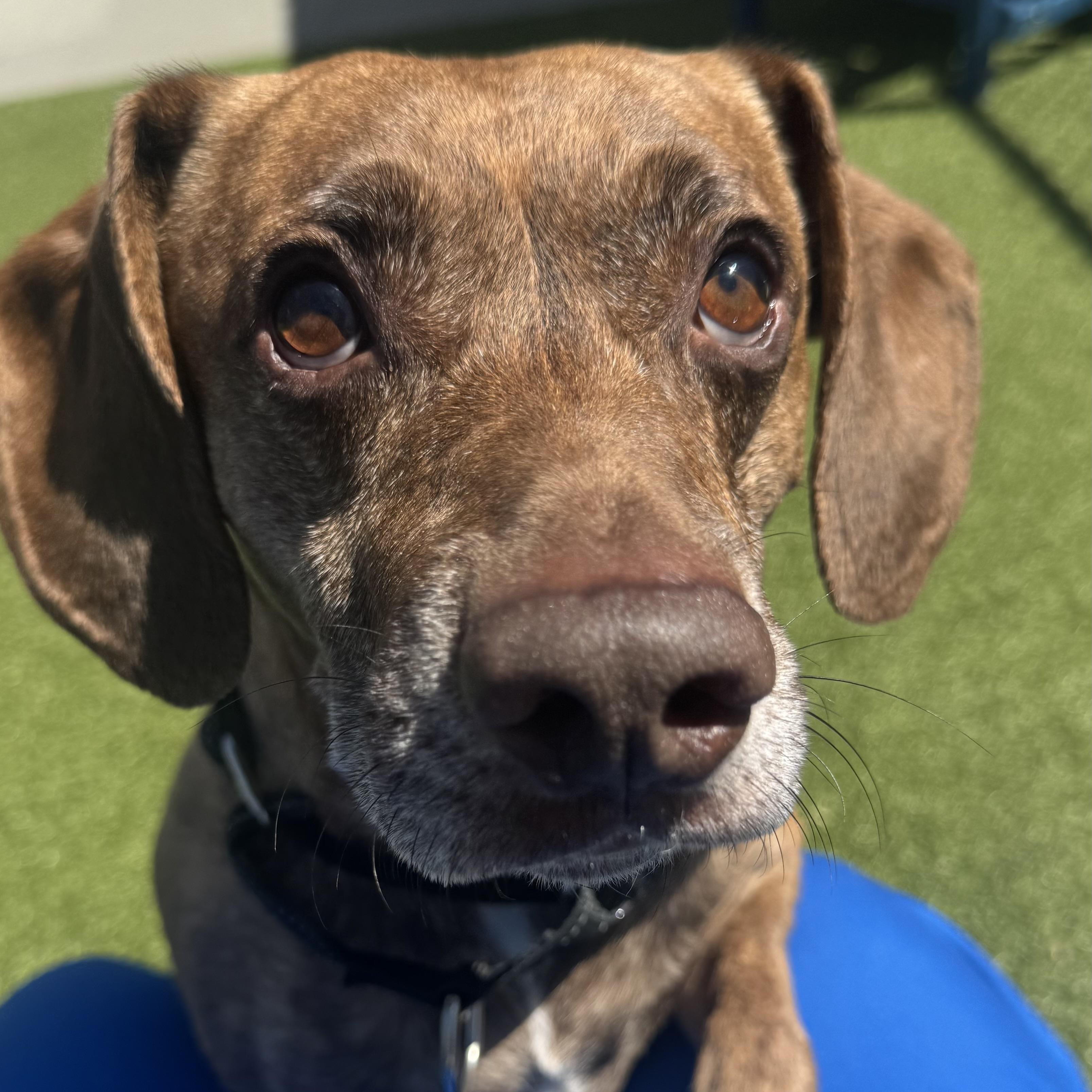 Enlarge Prince , a ADOPTABLE mixed breed in Fall River, MA image 1/4