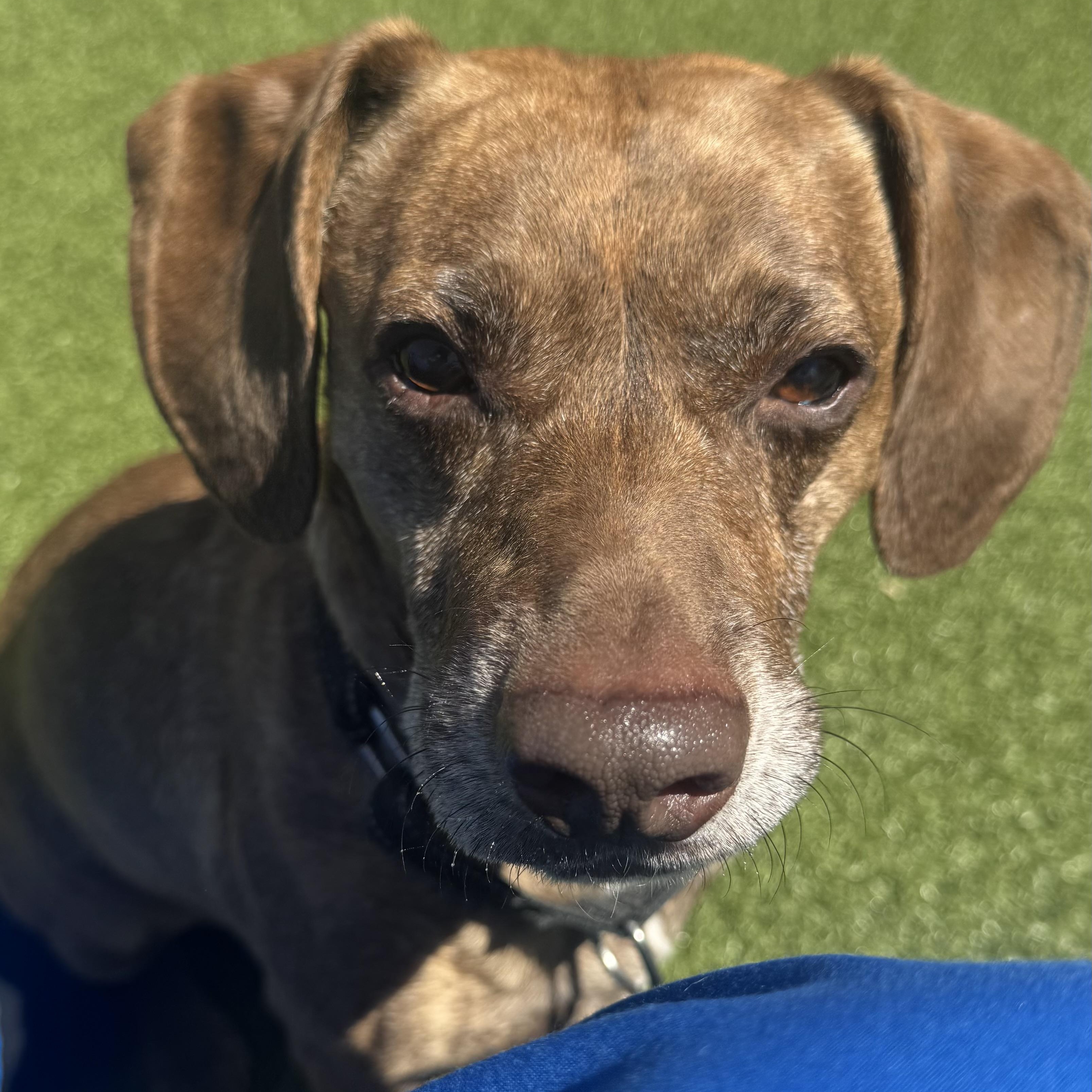 Enlarge Prince , a ADOPTABLE mixed breed in Fall River, MA image 3/4