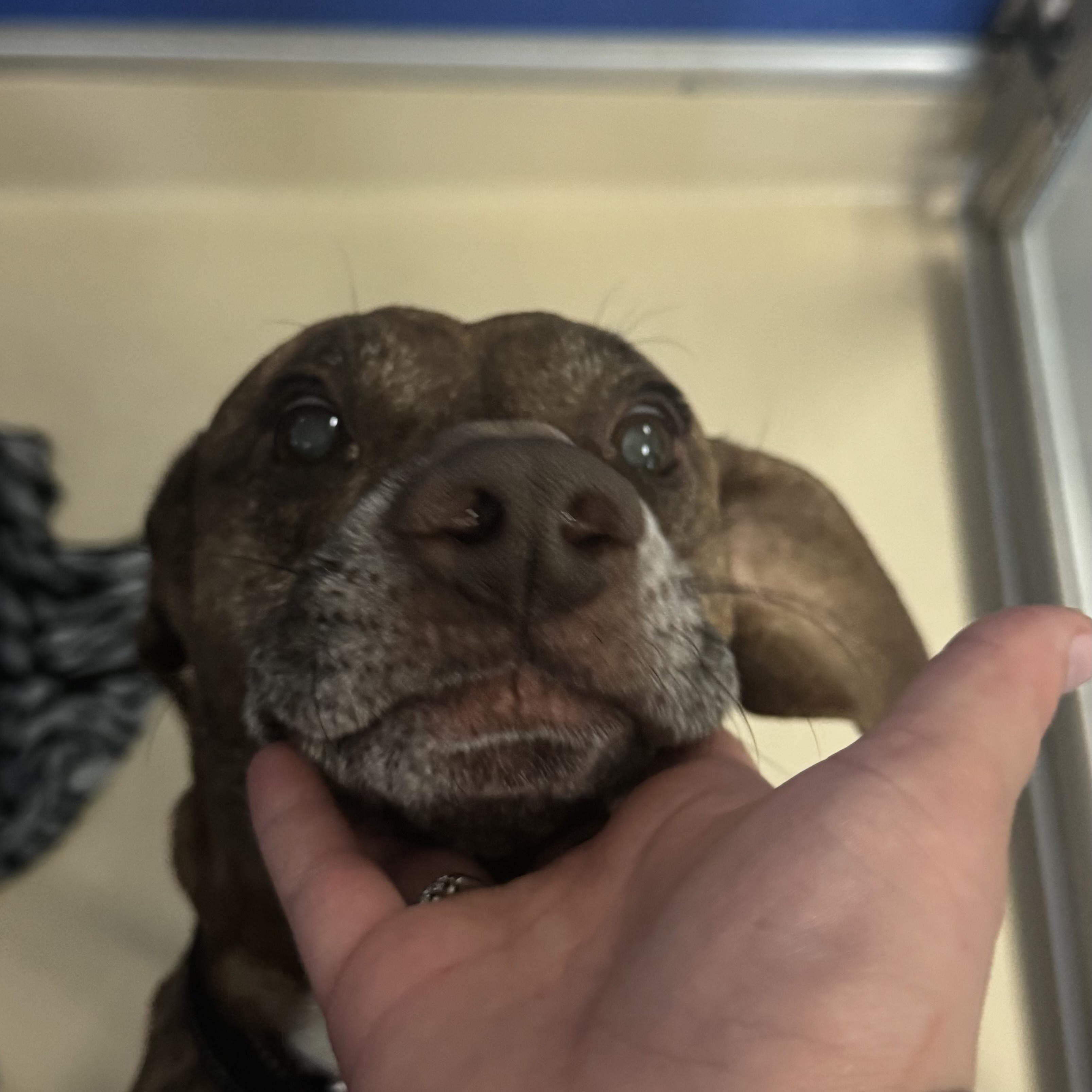 Enlarge Prince , a ADOPTABLE mixed breed in Fall River, MA image 4/4