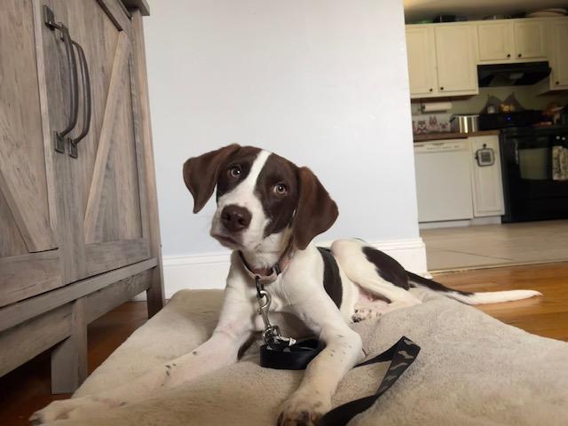 Ozzman in NH! Come Meet our Adoptable Dogs Wednesday-Saturday. More info in Bio!, adoptable, Young Female Hound.