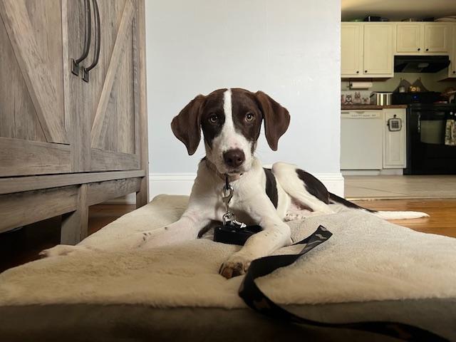 Ozzman in NH! Come Meet our Adoptable Dogs Wednesday-Saturday. More info in Bio!, an adoptable mixed breed in Manchester, NH image 2/4