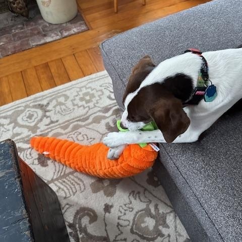 Ozzman in NH! Come Meet our Adoptable Dogs Wednesday-Saturday. More info in Bio!, an adoptable mixed breed in Manchester, NH image 3/4