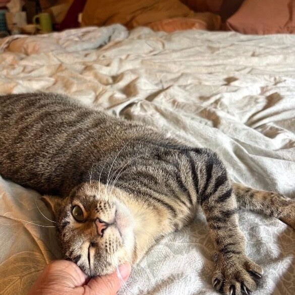 Minnie Moo — thumbnail 4