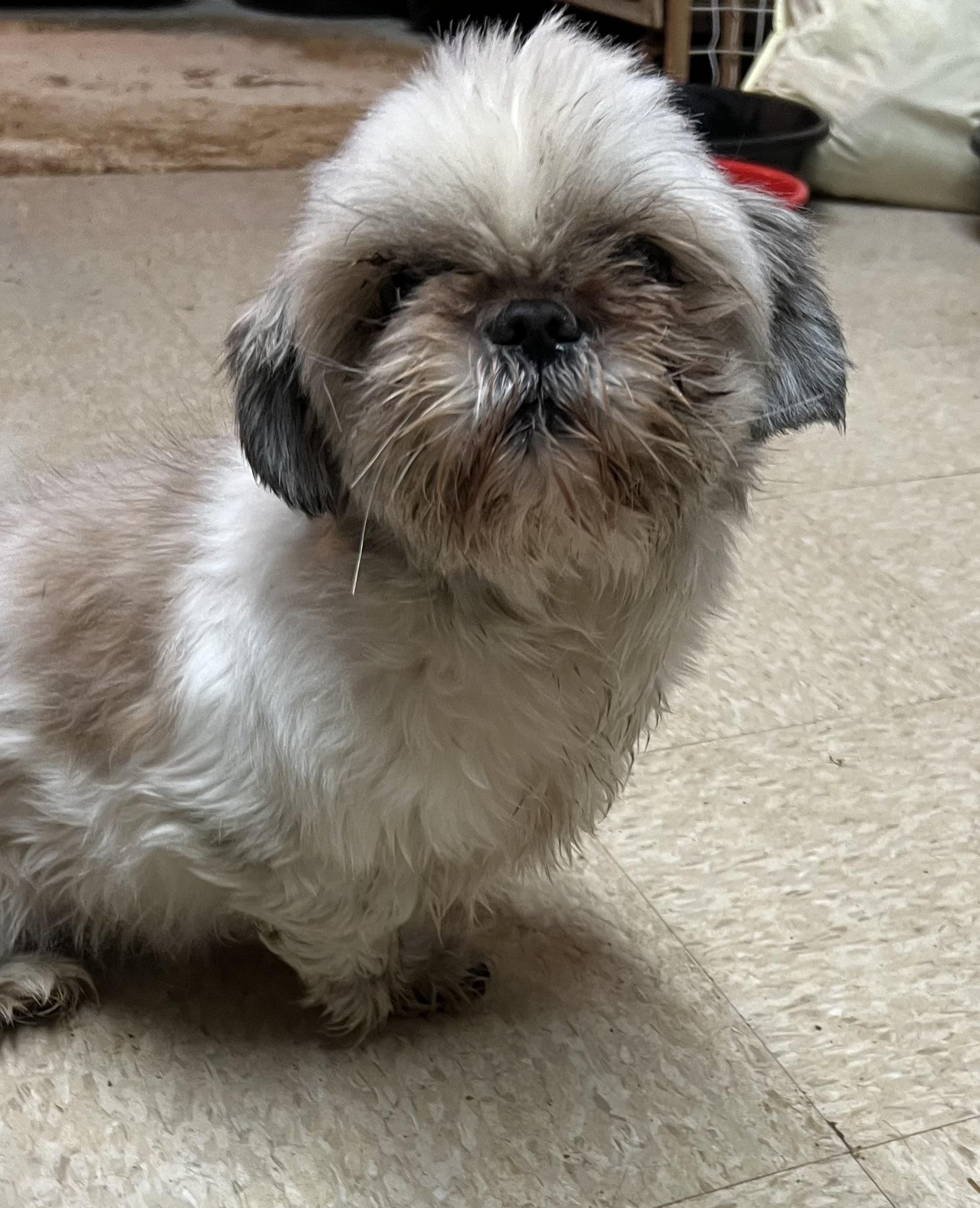 Enlarge Tallulah., a Adoptable Shih Tzu in Woodruff, SC image 1/1