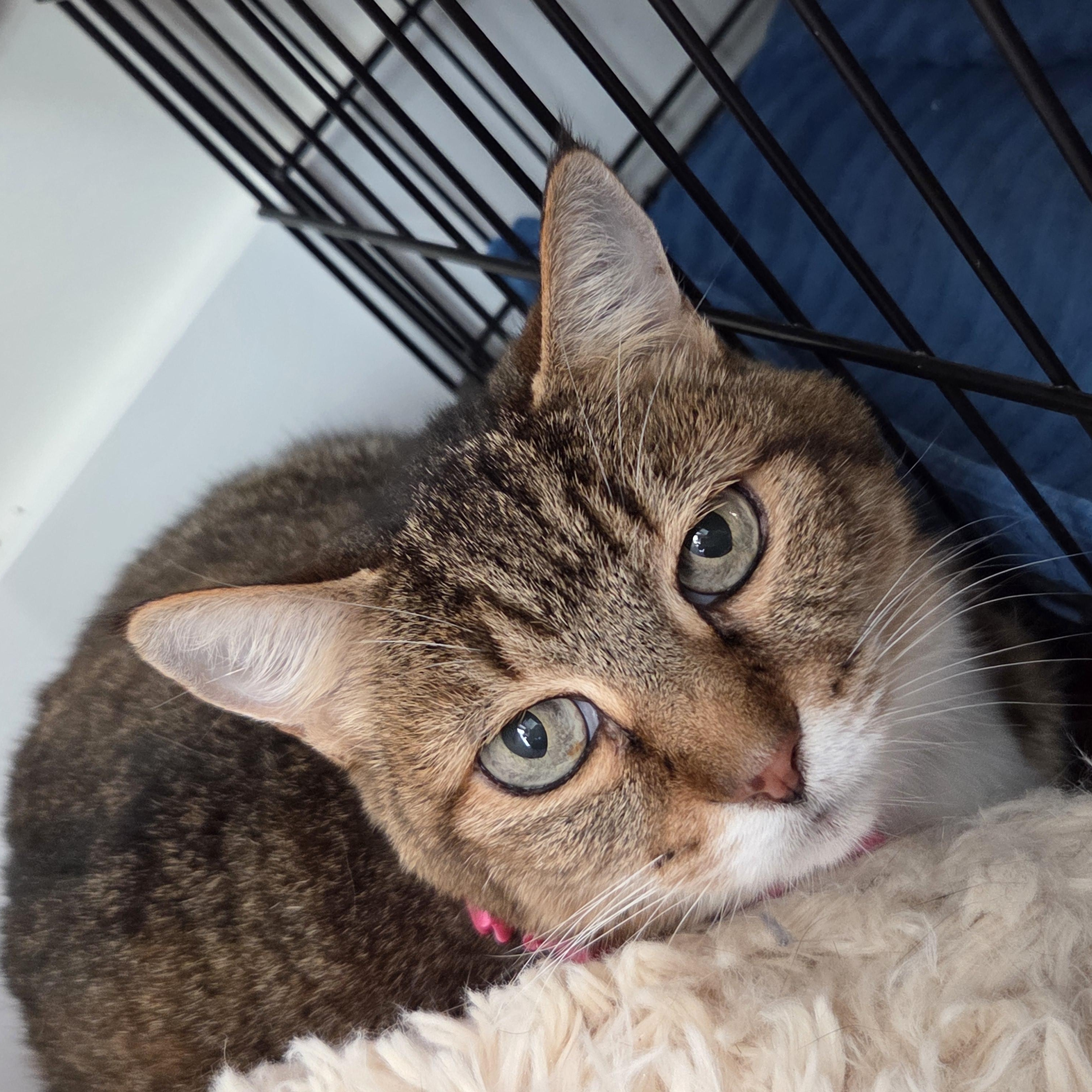 Enlarge Sarah (the sweetest girl!), a Adoptable mixed breed in South Amboy, NJ image 3/5