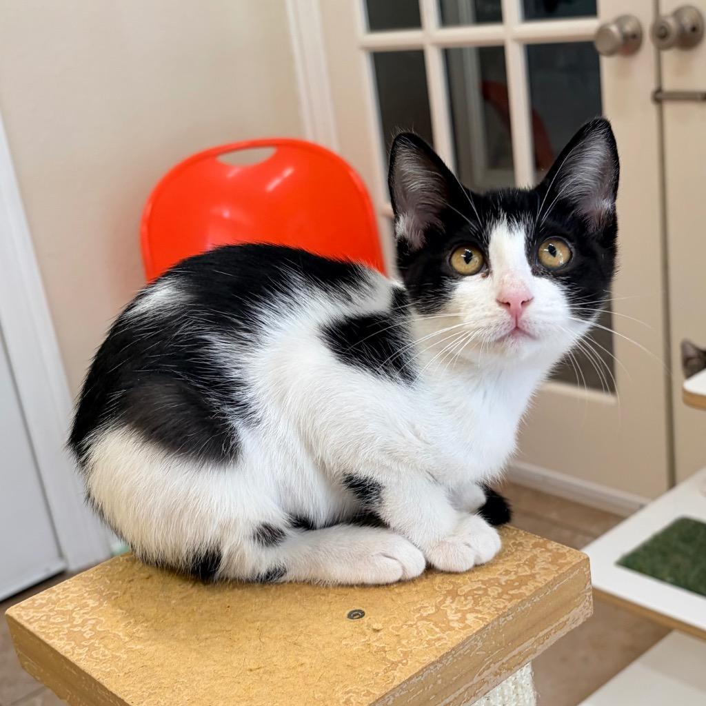 Jambalaya, Adoptable, Kitten Female Domestic Short Hair.