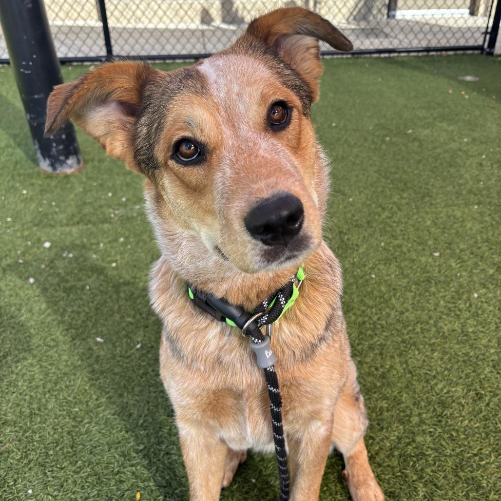 Foxy, Adoptable, Young Female Mixed Breed.