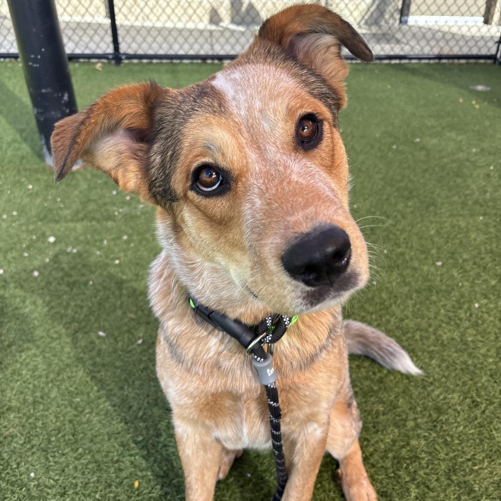 Foxy, a Adoptable Mixed Breed in Washington Township, OH image 2/4
