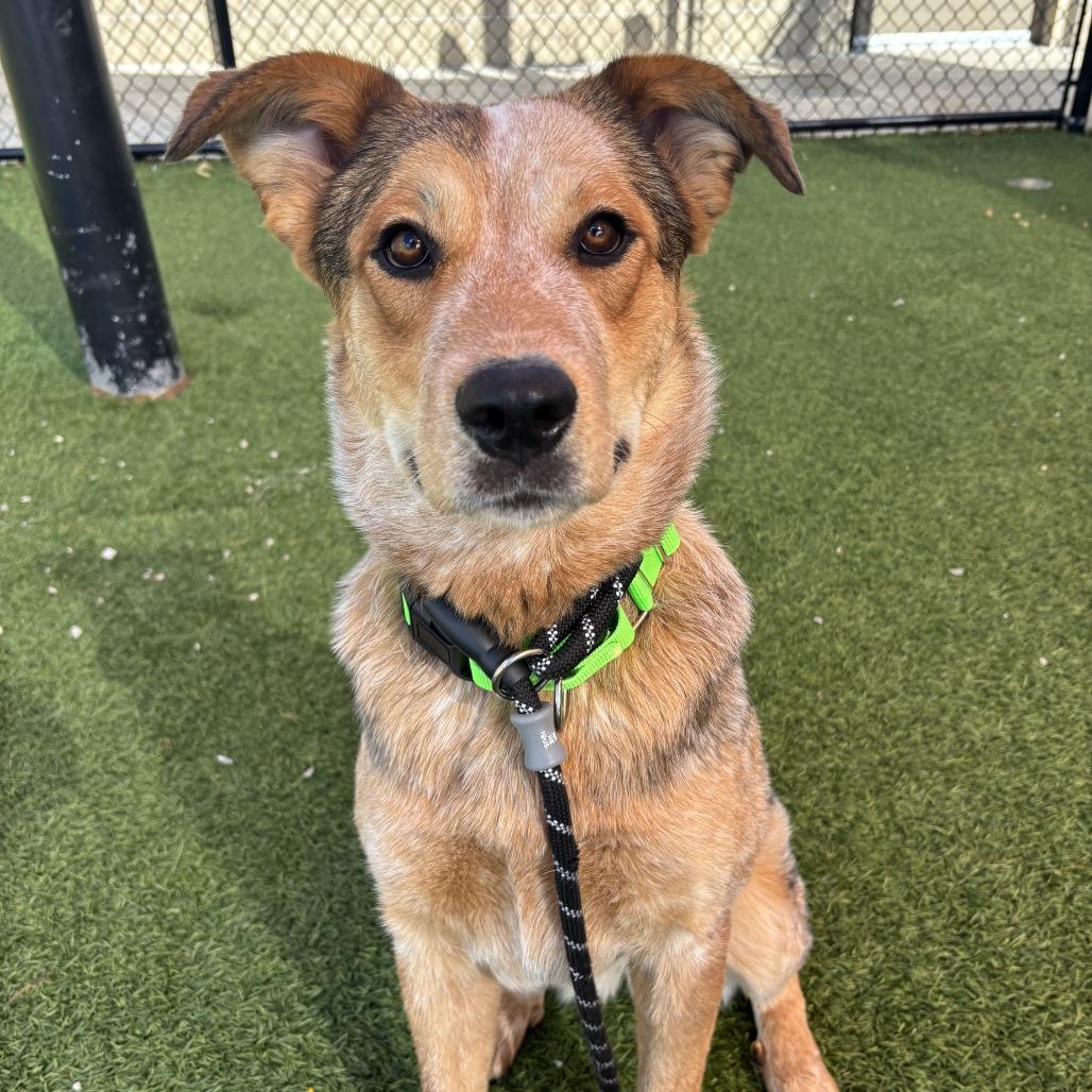 Foxy, a Adoptable Mixed Breed in Washington Township, OH image 3/4