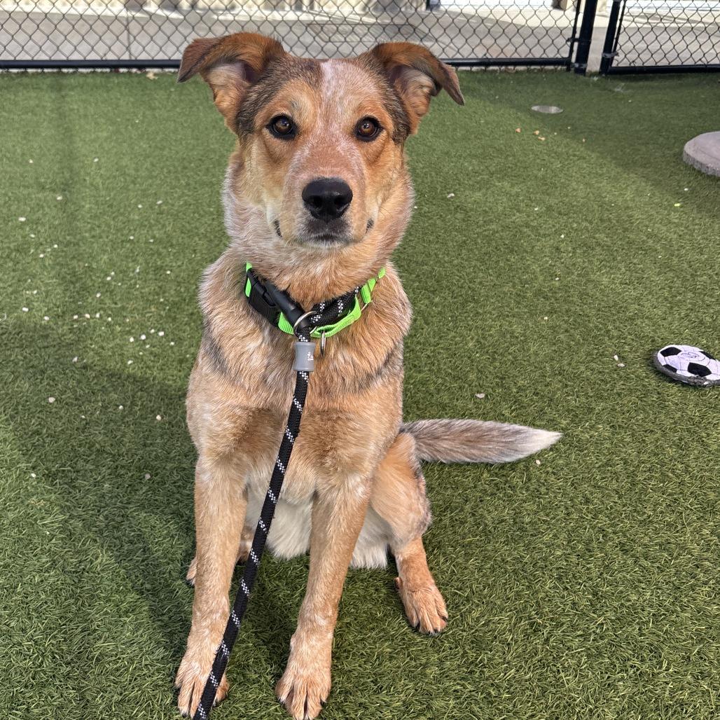 Foxy, a Adoptable Mixed Breed in Washington Township, OH image 4/4