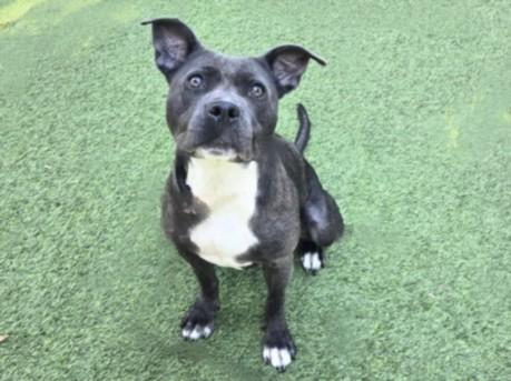 KOKO, a Adoptable Mixed Breed in Van Nuys, CA image 1/2